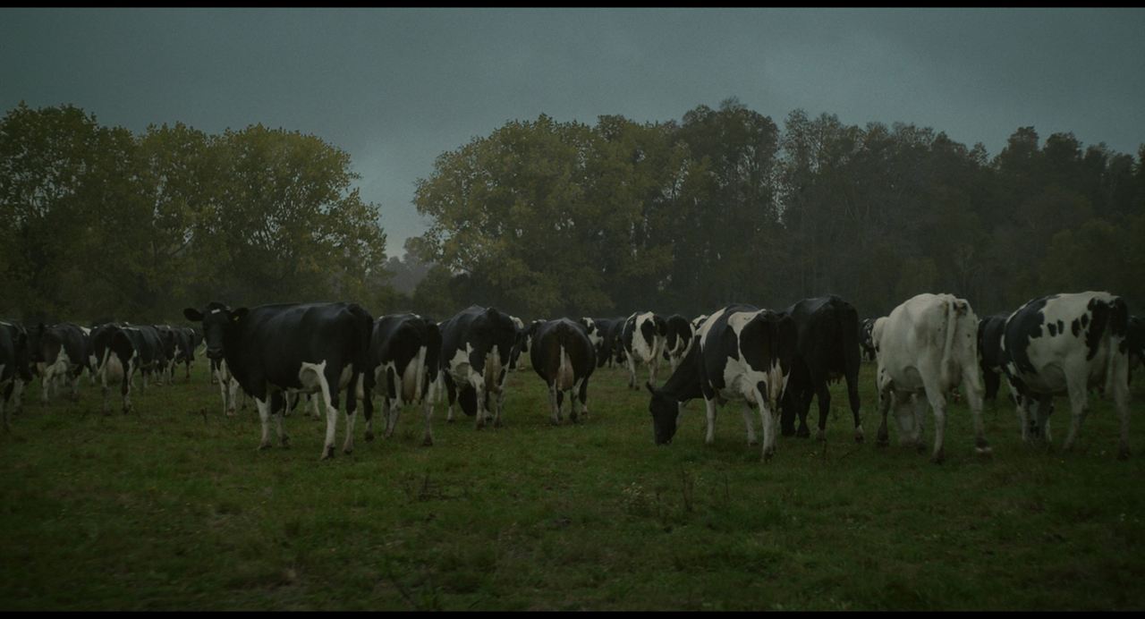 La vaca que cantó una canción sobre el futuro : Fotoğraf