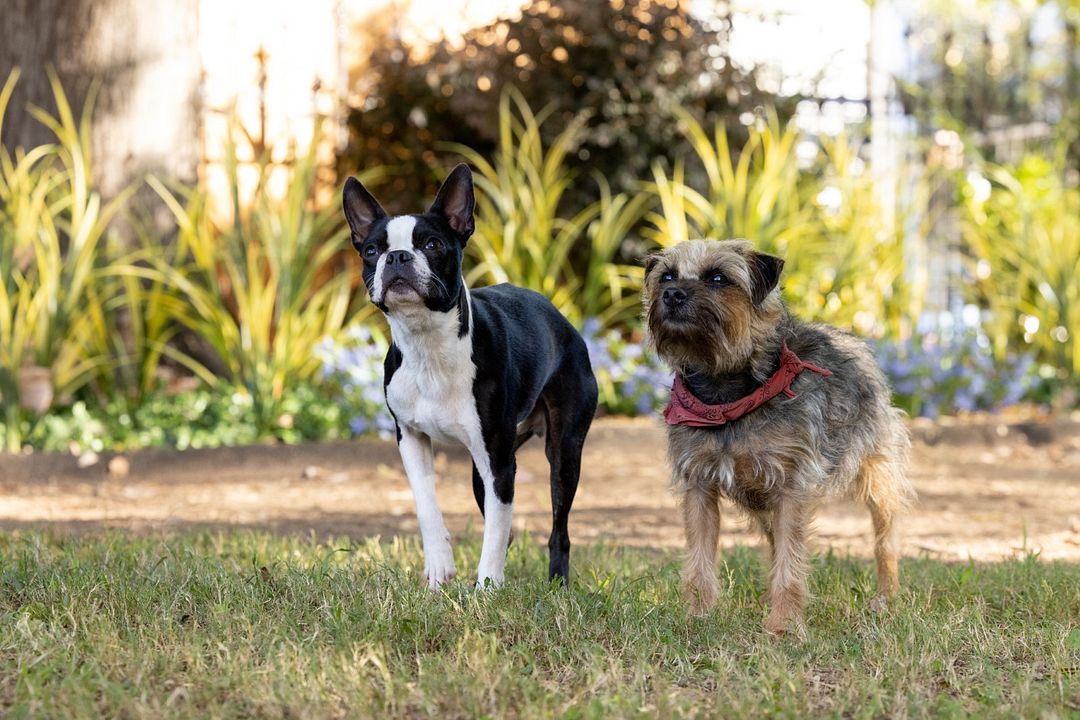 Strays : Fotoğraf