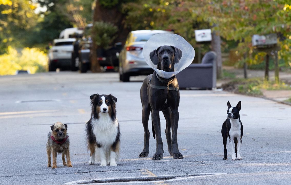 Strays : Fotoğraf