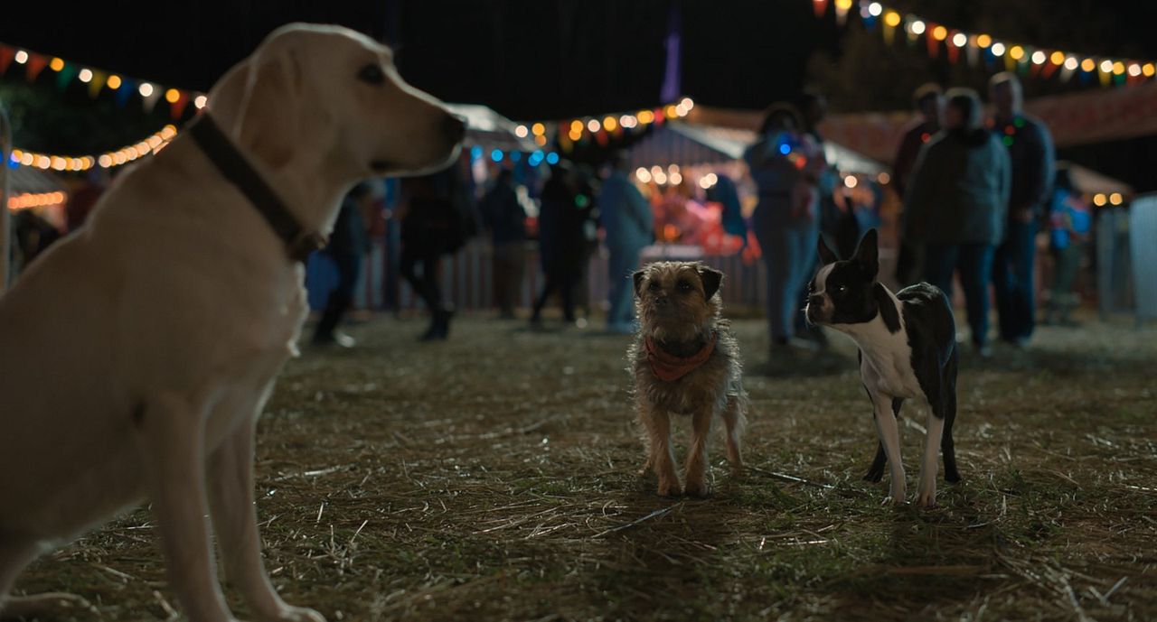 Strays : Fotoğraf