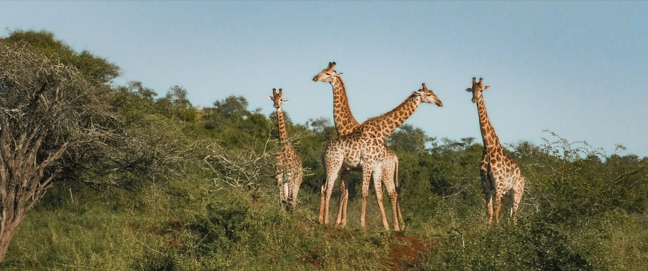 Thabo - Das Nashorn-Abenteuer : Fotoğraf