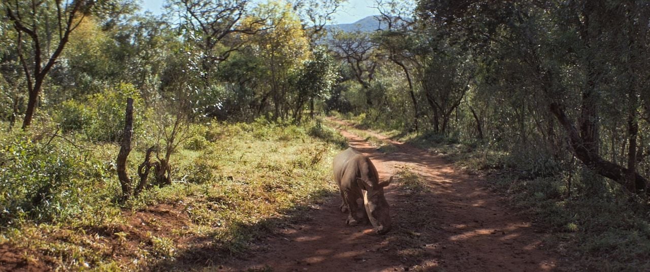 Thabo - Das Nashorn-Abenteuer : Fotoğraf