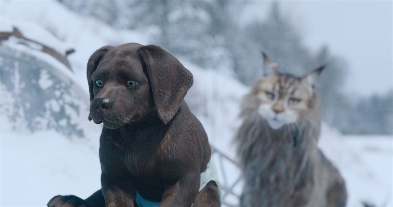 Chien et Chat : Fotoğraf