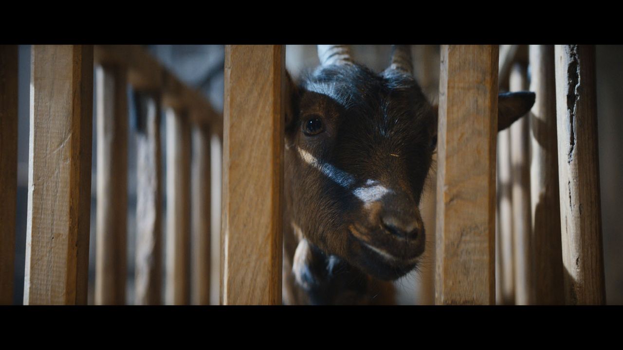 Les Chèvres ! : Fotoğraf