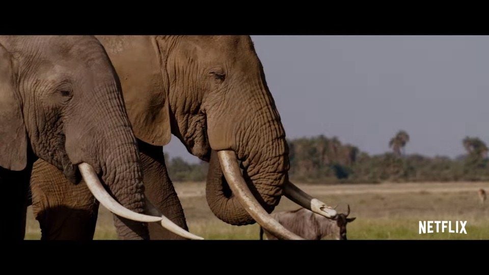 The Ivory Game Fragman - Beyazperde.com